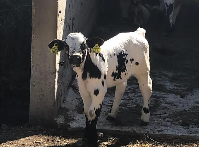 Gut Schablberg * Radstadt